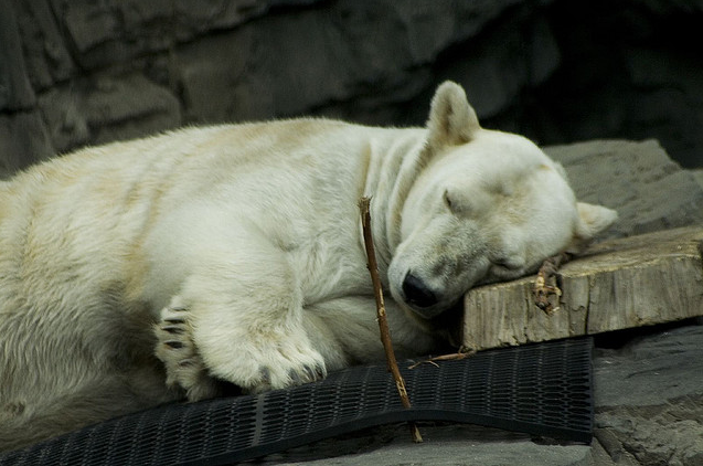 Sleeping polar bear